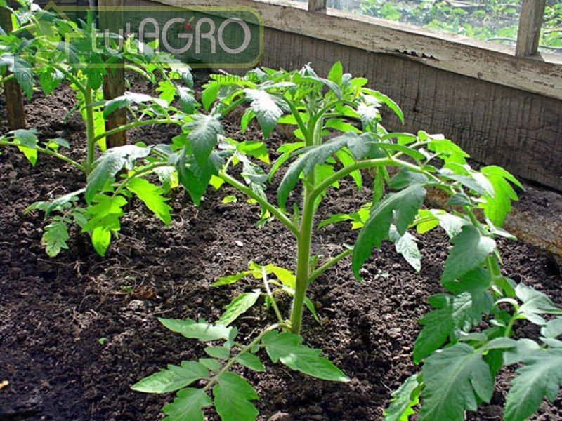 Как взбодрить рассаду томатов Как взбодрить рассаду томатов - AGROzen