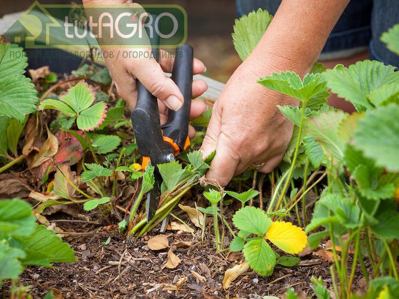 Ягодник: весенние хлопоты - AGROzen