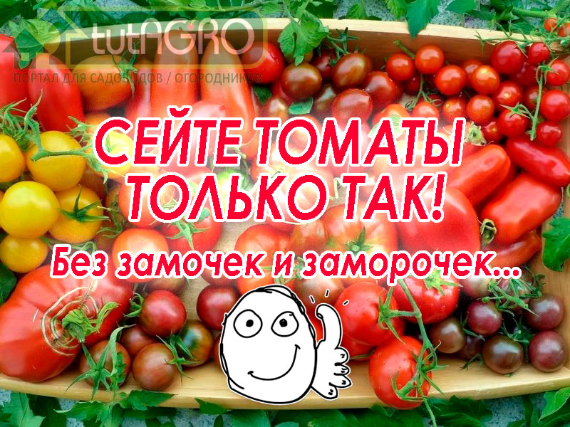 В этом видео - про посев томатов без сложностей! Как лучше и правильно посеять семена томатов на рассаду? Праймирование семян без замачивания. Иван Русских Посев томата на рассаду