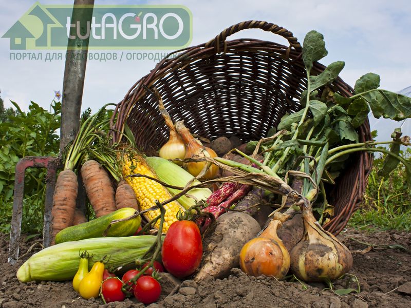 И на песке возможен урожай - AGROzen