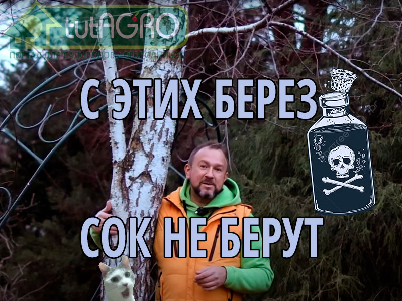 Березовый и кленовый сок - дары природы, которые многие добывают сами. В этом видео даём несколько рекомендаций по заготовке березового сока. Иван Русских С каких берез и кленов не стоит заготавливать сок