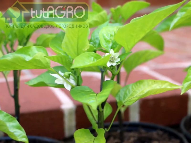 Рассада как с картинки - AGROzen