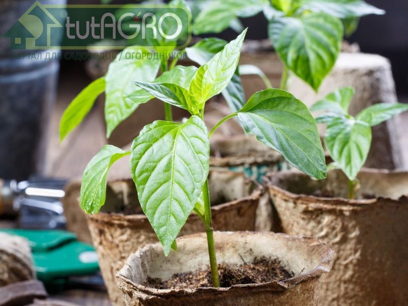 Бор в почве быстро инактивируется Бор в почве быстро инактивируется - AGROzen