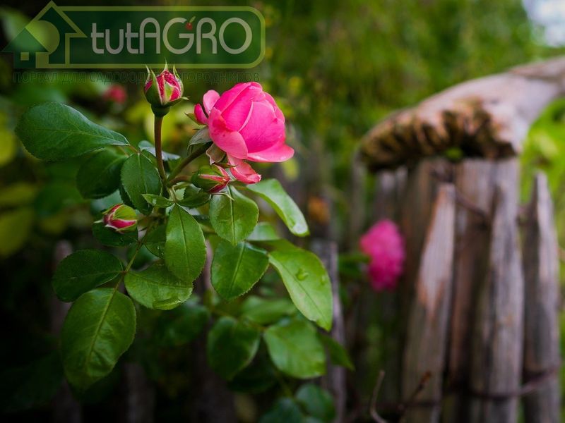 Весенняя обрезка роз - AGROzen