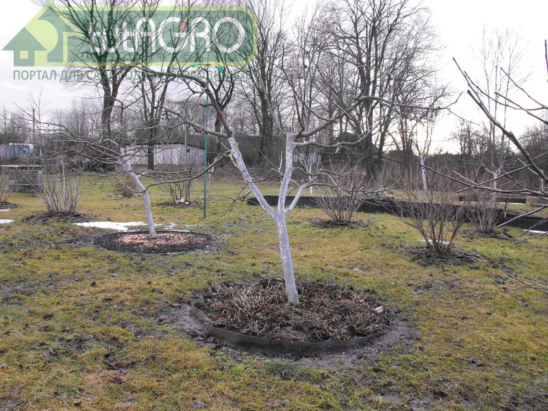 Иван Русских напоминает, что обработку надо проводить в ранневесенний период - AGROzen