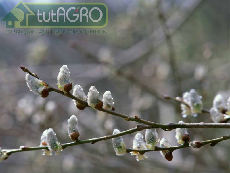 Обязательно проведите профилактику, желательно биологическими препаратами - AGROzen