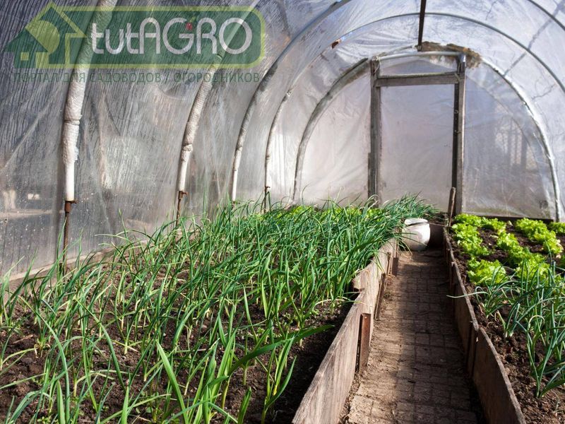 Подготовка теплицы… со вкусом - AGROzen