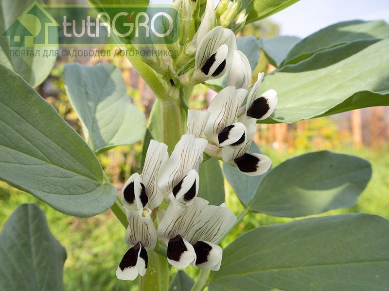 Опытные огородники знают, что бобы очень хорошо всходят - AGROzen