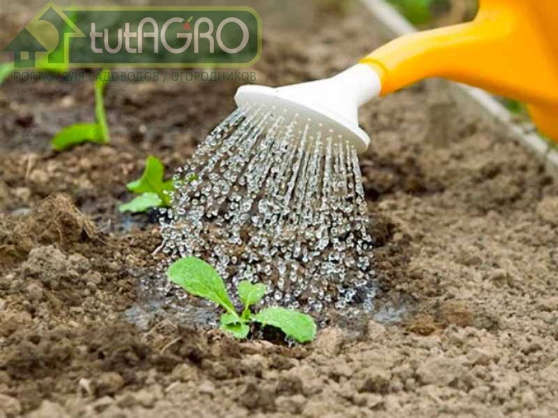 Заранее внести в почву органические и минеральные удобрения - AGROzen
