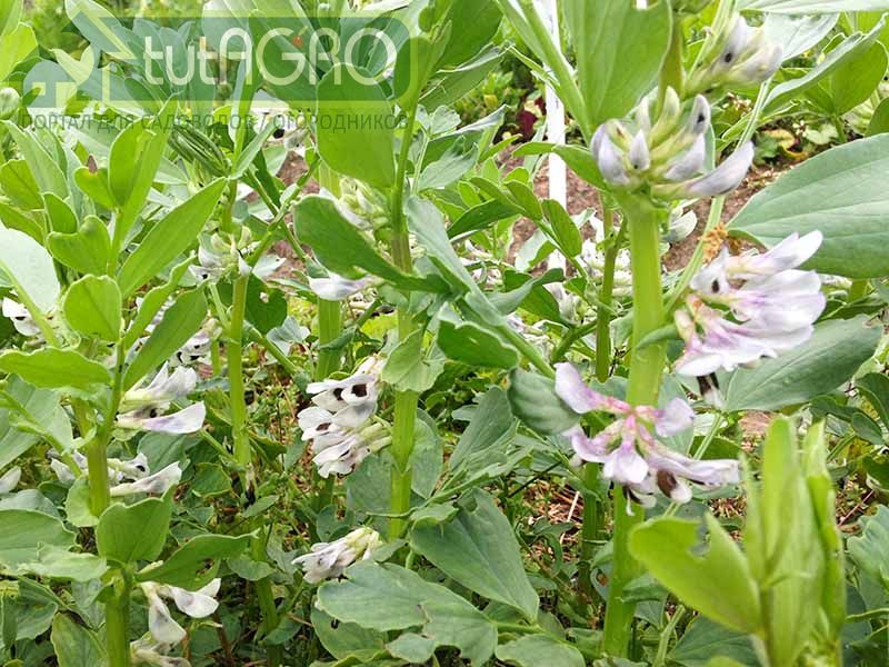 Бобы можно сеять в несколько этапов - AGROzen