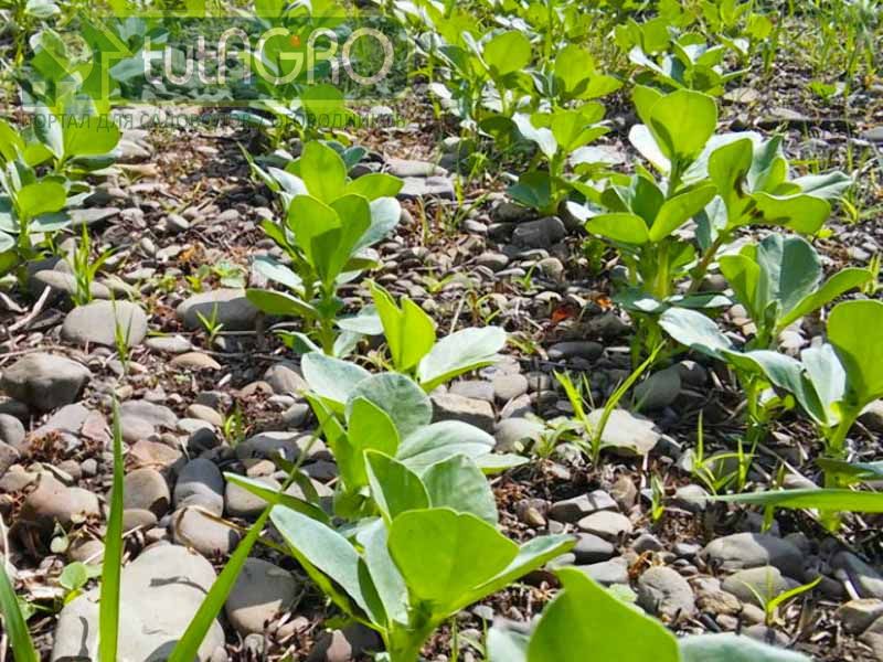 Корни у овощных бобов очень глубокие и разветвленные - AGROzen