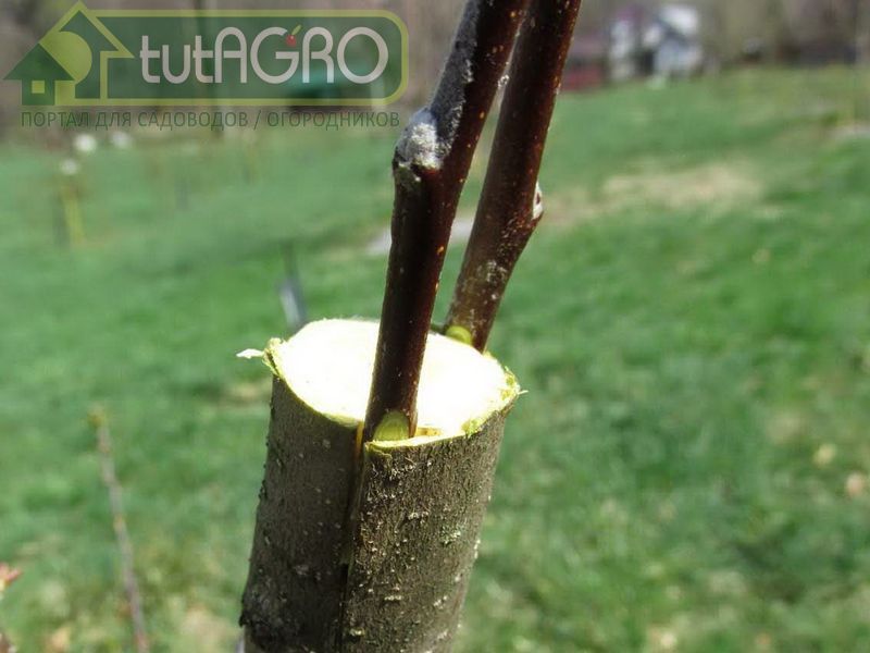 Прививка в расщеп Прививка в расщеп - AGROzen