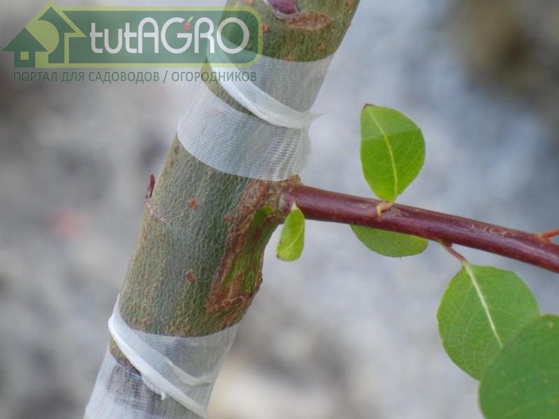 Календарь прививок - AGROzen