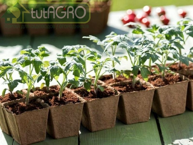 Шикарная рассада за 22 дня Шикарная рассада за 22 дня - AGROzen