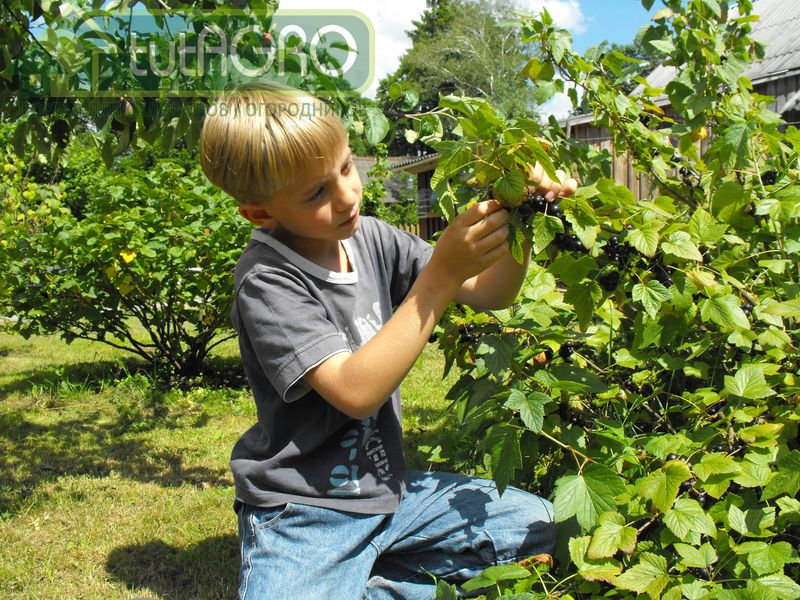 Смородина завалит урожаем. Увеличение урожайности куста - AGROzen