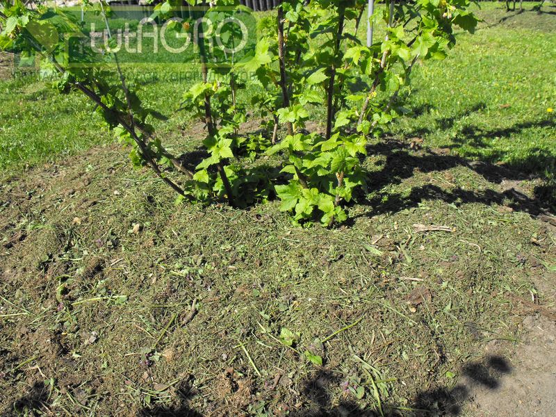 Своевременная и эффективная борьба с болезнями и вредителями - AGROzen