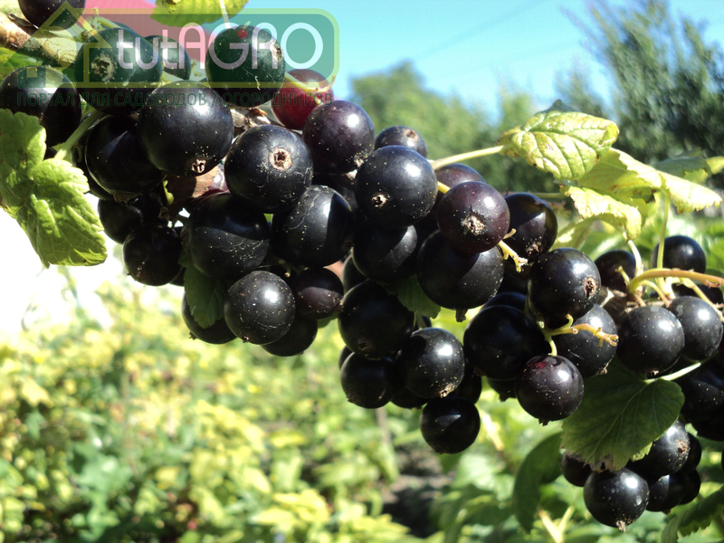 Для получения хорошего урожая нужно хорошее опыление - AGROzen