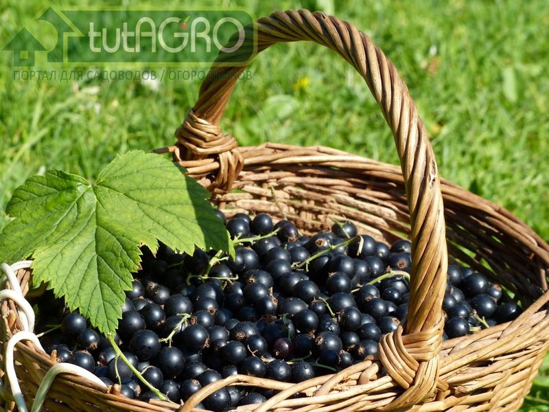 Для получения хорошего урожая кусты смородины не должны испытывать дефицит влаги - AGROzen