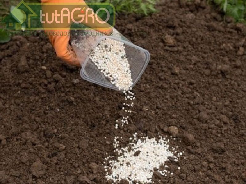 Эффективная подкормка - AGROzen