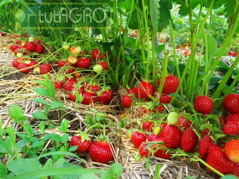 Секрет правильной подкормки клубники - AGROzen