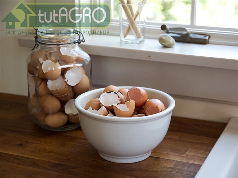 Используйте яичную скорлупу правильно - AGROzen