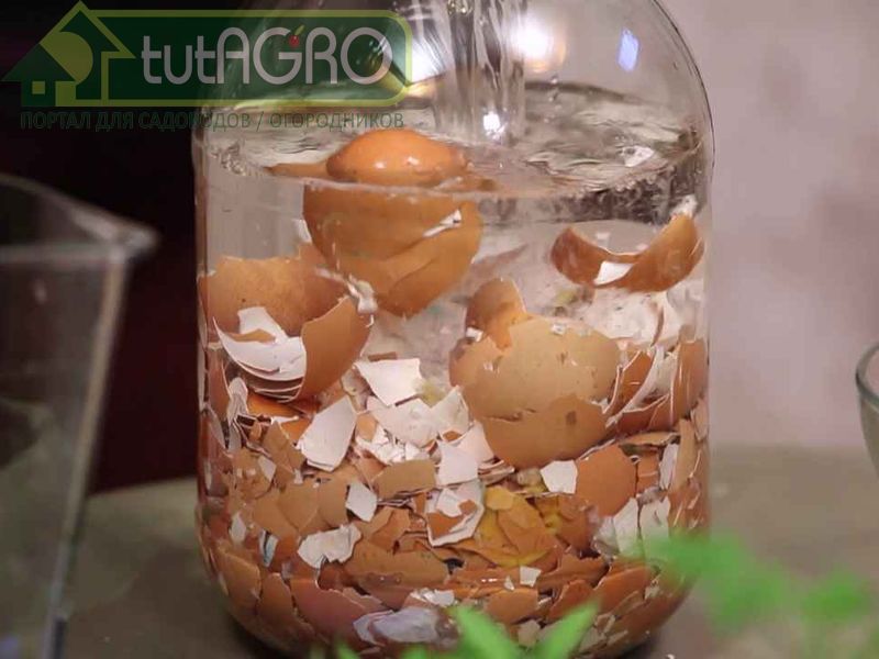 Для ускорения разложения скорлупы можно использовать способ приготовления быстрого кальция - AGROzen