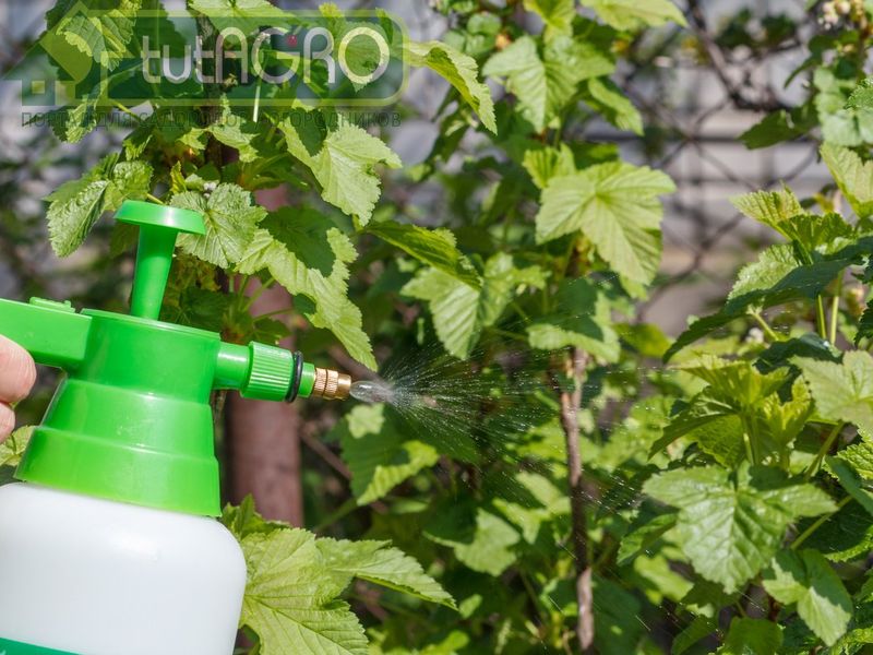 Копеечное средство от болезни смородины - AGROzen