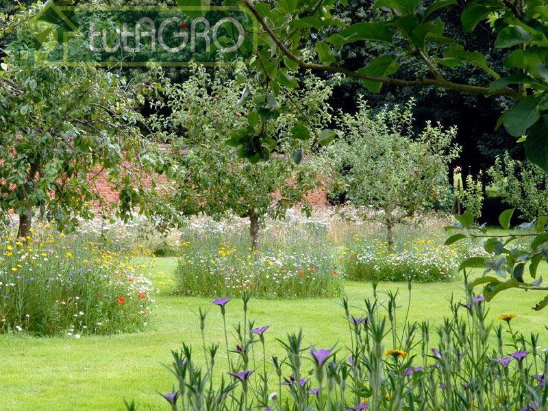 Посадите растения от тли - AGROzen