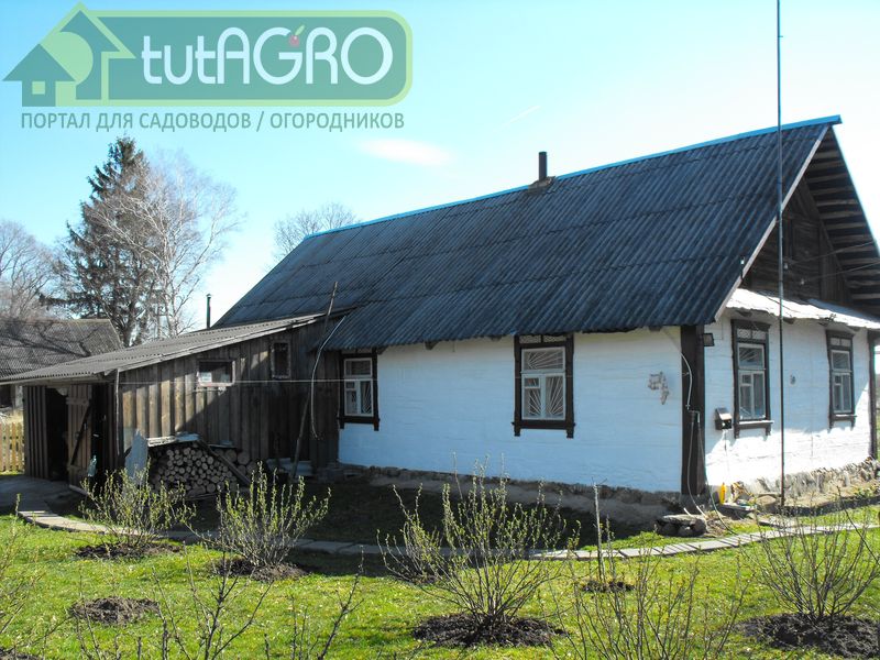 В апреле проведите первую обрезку вечнозеленых лиственных и хвойных кустарников - AGROzen