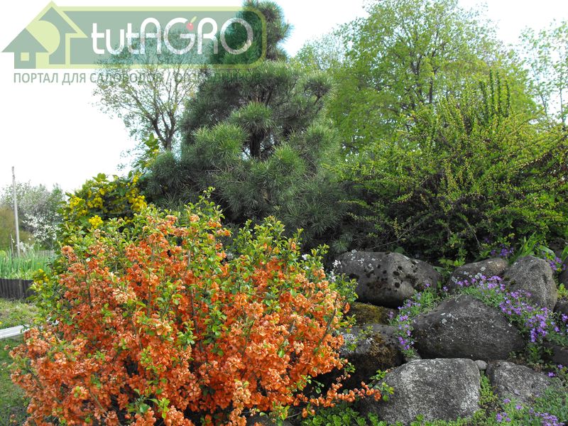 Прежде чем удобрять растения, слегка разрыхлите почву вокруг кустарников - AGROzen