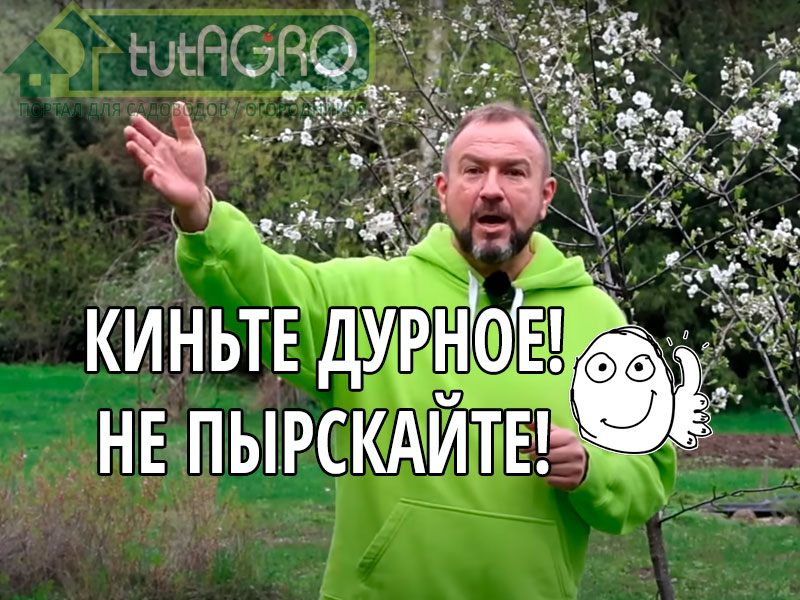 Не каждый раз и не в каждом саду надо устраивать борьбу с цветоедом. Можно и не прыскать! Вот когда НЕ НАДО бороться с цветоедом