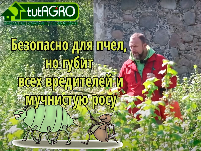 Обрабатывайте этим средством растения даже во время цветения и избавьтесь от ненавистных тлей. Жгите тлей... жидким стеклом. Тля боится этого средства как огня!