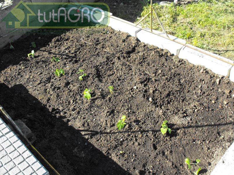 Полезные советы огородникам - AGROzen