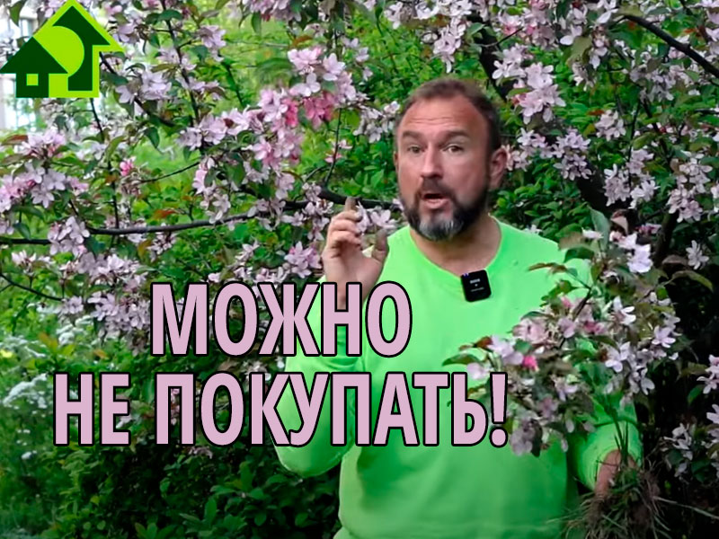 Домашняя микориза из сорняков. Готовим микоризу без закваски дома! Домашняя микориза из сорняков