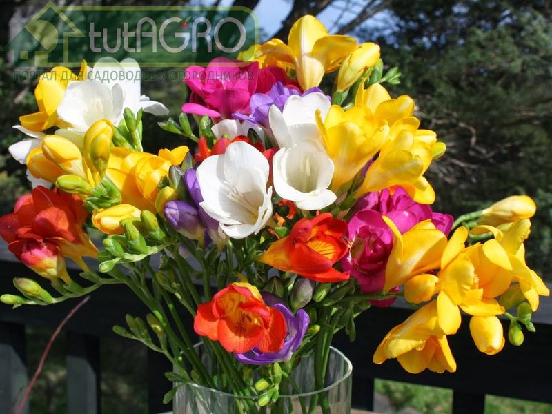 Нежный аромат фрезий - AGROzen