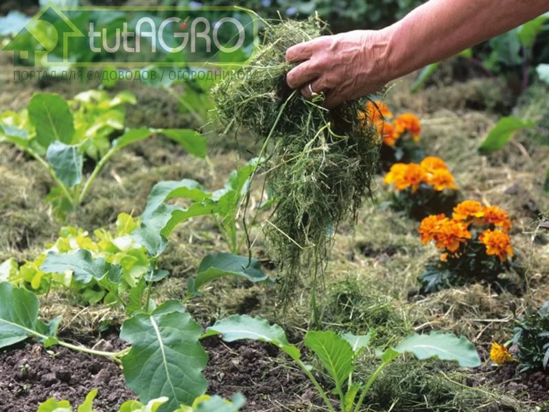 Все виды овощных растений лучше развиваются в содружестве - AGROzen