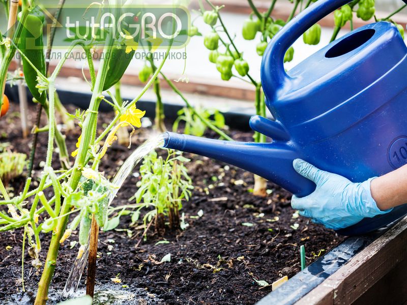 Золото огородника - компост - AGROzen