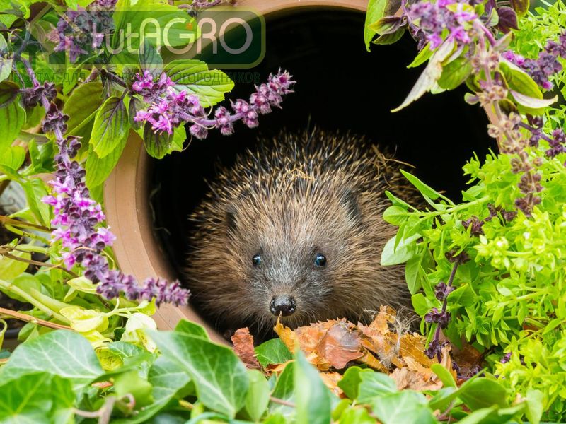 Работы в огороде в мае. Как ничего не пропустить? - AGROzen