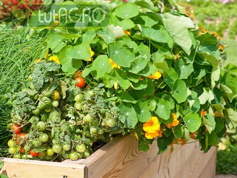 У дачников много союзников в борьбе с вредителями из животного мира - AGROzen