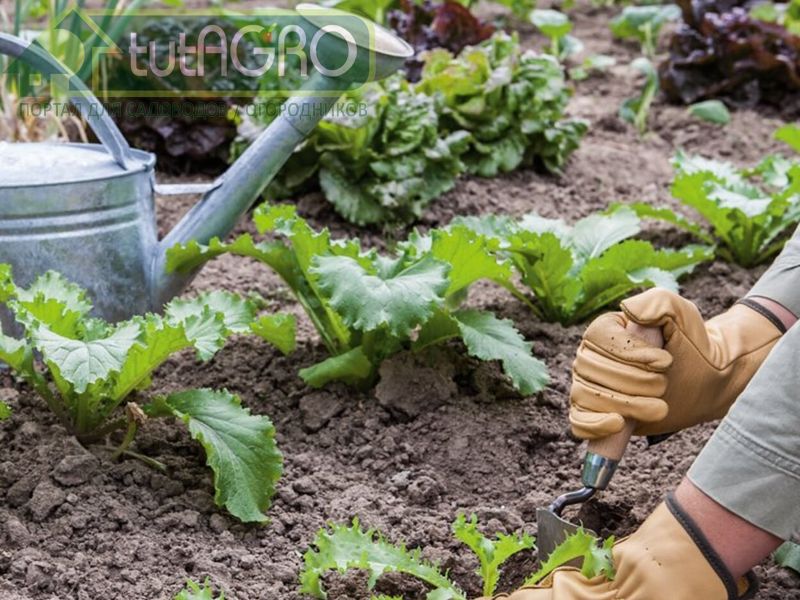 Скошенная трава идеально подходит для мульчирования огородных растений - AGROzen