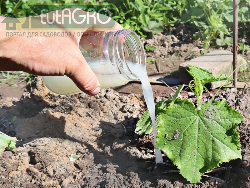 Так что вывод такой - раствор Бессараба не обладает какими-то особыми свойствами - AGROzen