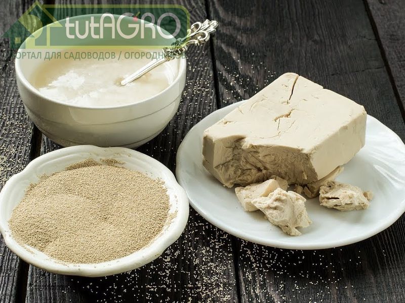 По авторскому рецепту на 1 л сыворотки необходимо добавить 1 ст. л. сметаны - AGROzen