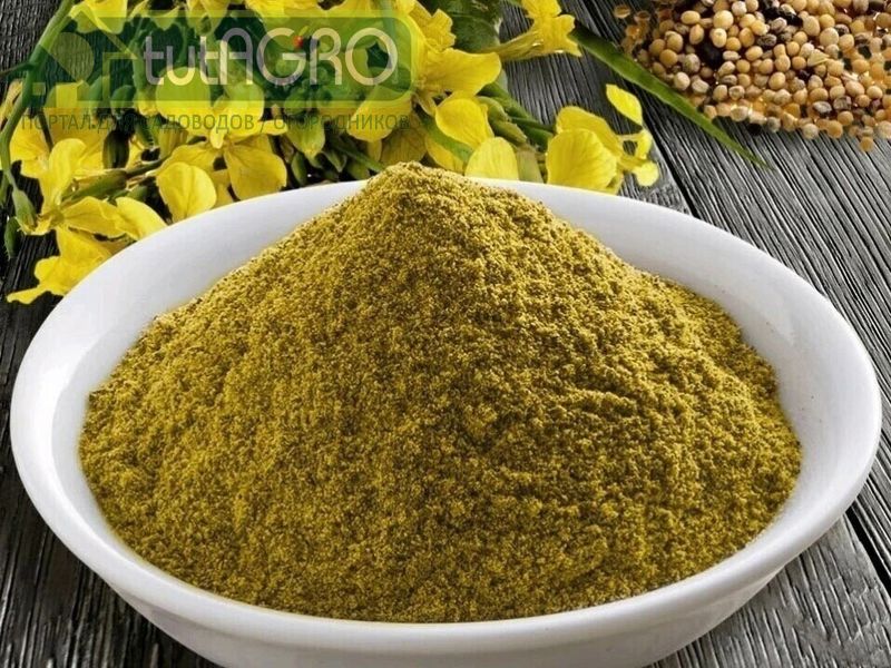 От горчицы - огорчаются…болезни - AGROzen