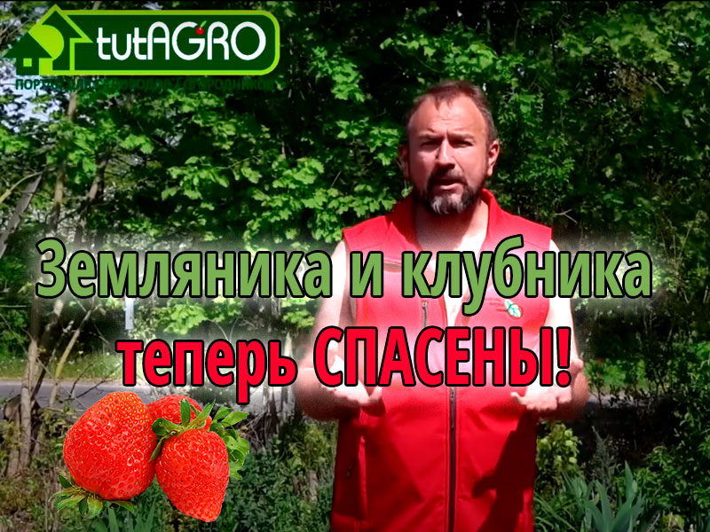 Есть одно средство, которое помогает на отлично! Чем обработать кусты земляники и клубники