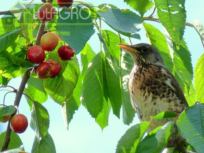 Покой нам только снится - AGROzen