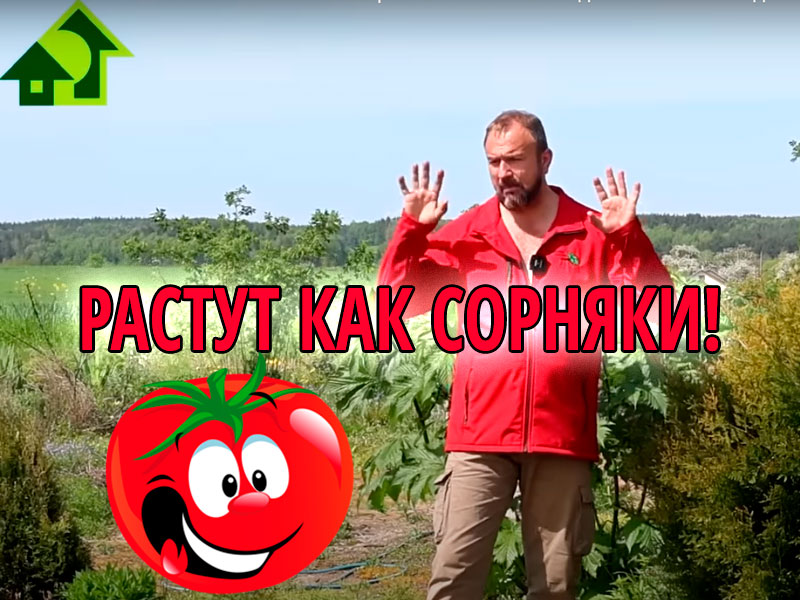 Как проще всего вырастить томаты в открытом грунте? В этом видео Иван Русских расскажет про технологию выращивания томатов "посадил и забыл". И урожай будет отменный!  Томаты для ленивых!