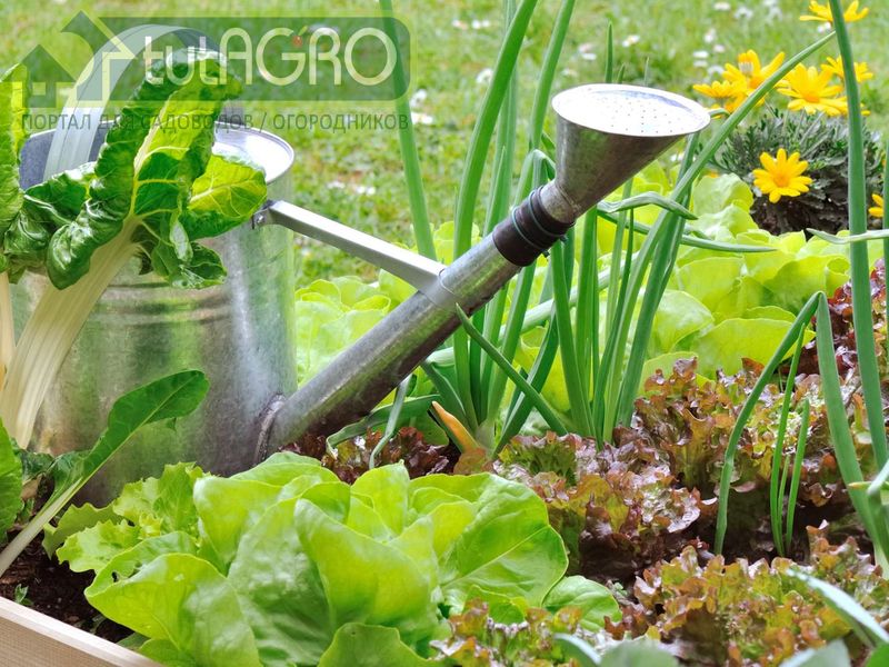 Как защитить растения от засухи? Приучаем к редкому поливу - AGROzen