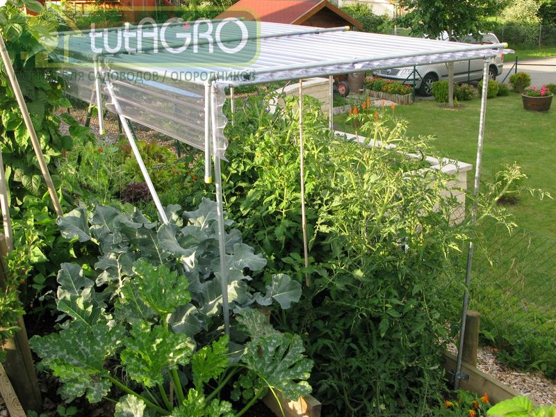 Овощные растения имеют высокую потребность в воде - AGROzen