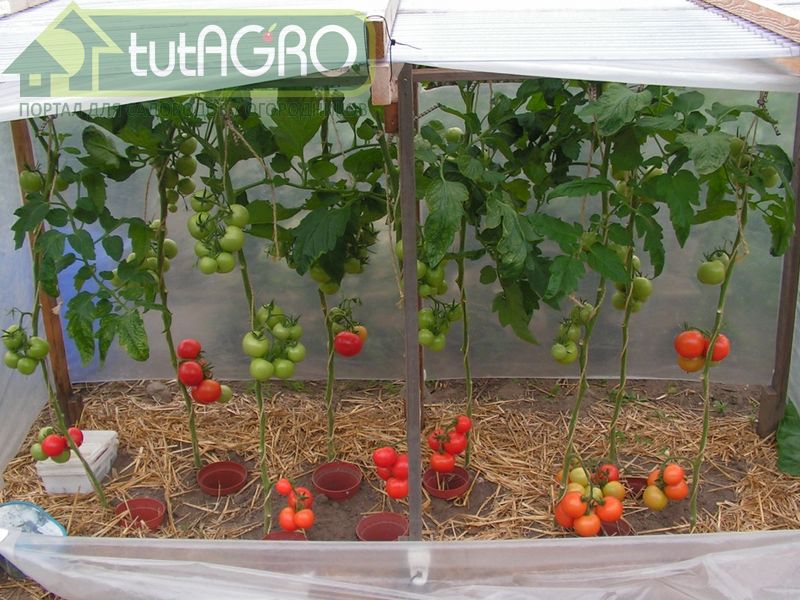 Обратный полив подойдет для молодого плодового сада - AGROzen