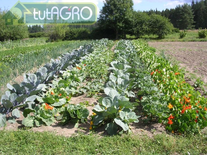 Укройте почву под растениями черной пленкой и пришпилите ее - AGROzen